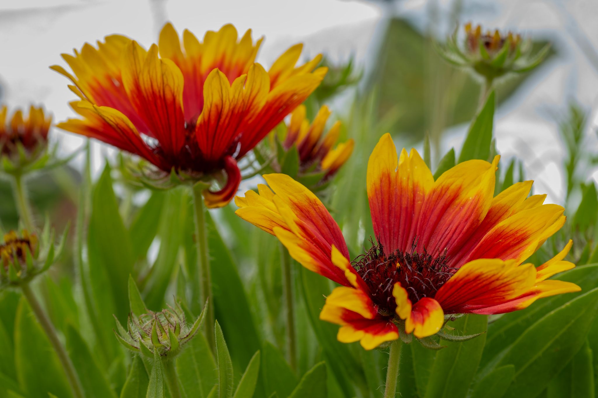 Explosion de couleurs DSC 5253